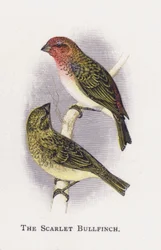 Ciuffolotto scarlatto